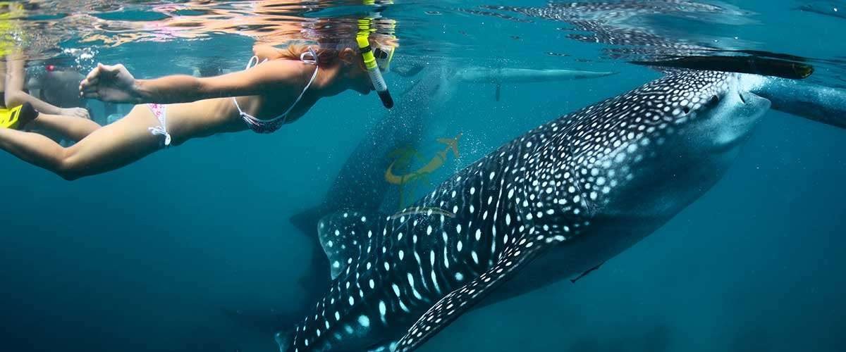 2D1N City Oslob Private Tour